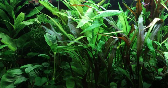 A green beautiful planted tropical freshwater aquarium. 4k video. Nature background.