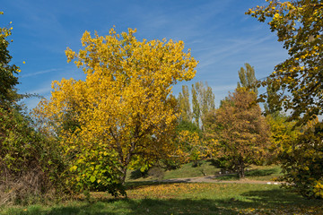 Naklejka premium Amazing Autumn landscape with Yellow trees in South Park in city of Sofia, Bulgaria