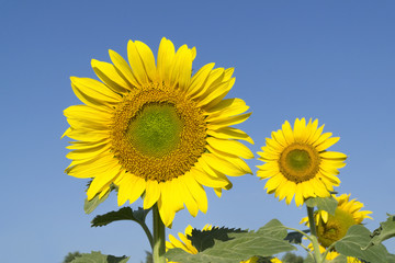 Naklejka premium Natural beautiful sunflowers in the field