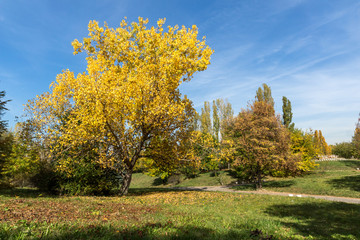 Naklejka premium Amazing Autumn landscape with Yellow trees in South Park in city of Sofia, Bulgaria