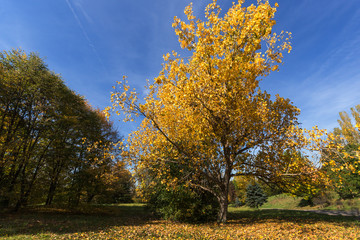 Fototapeta premium Amazing Autumn landscape with Yellow trees in South Park in city of Sofia, Bulgaria
