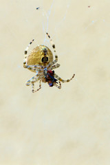Gray Wall Jumper Spider eats a Boxelder Bug in front of an adobe wall in Santa Fe, New Mexico, USA