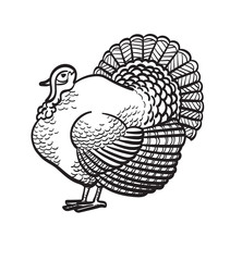 Fototapeta na wymiar Thanksgiving day turkey sketch doodle icon for web, mobile and infographics