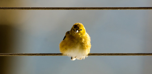 Bird on a wire