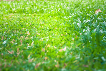Close up green grass lawn background after cutting the grass with lawn mower. (Selective Focus)