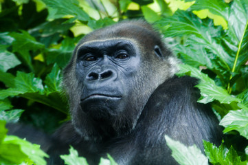 Gorilla