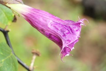 Beautiful bloom colorful flowers in the garden