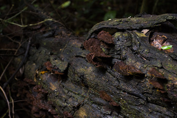 Timber and brown mushrooms in tropical rainforest with abundant nature.