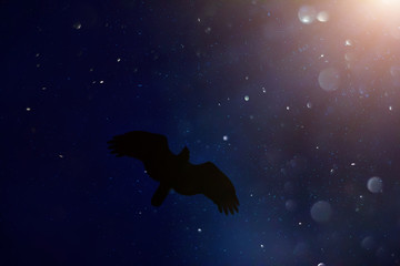Obraz na płótnie Canvas Black silhouette of a hawk on a blue background