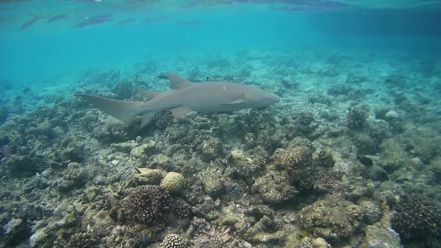 Tawny nurse sharks - Nebrius ferrugineus swims over coral reef, Indian Ocean, Maldives
