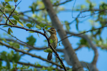Small one bird on branch with blue sky.