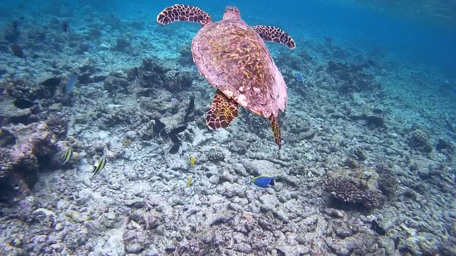 Sea turtle swims on a coral reef, Indian Ocean, Maldives
