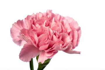 Pink carnation flower on white