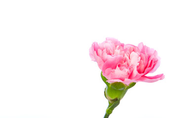 Single pink Carnation