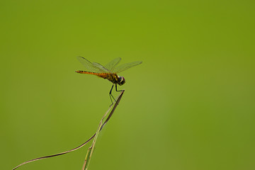Lonely dragonfly on a leaf