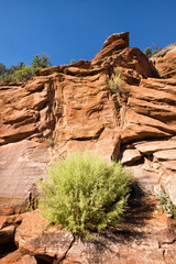 Zion National Park red rock cliff with pastel green shrub. View is looking up from the base. Close up texture detail.