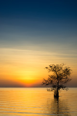 Fototapeta na wymiar The silhouette of a tree in a lake