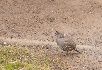 female California Quail in search of food