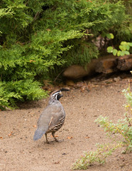 male California Quail in search of food