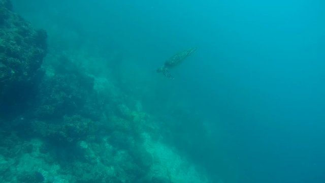 Sea turtle dives in depth, Indian Ocean, Maldives
