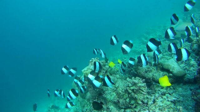 school of Black Pyramid Butterflyfish - Hemitaurichthys zoster swims over coral reef, Indian Ocean, Maldives
