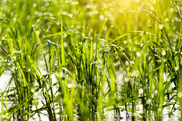 Rice plant and water droplet with light bokeh