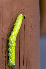 This big green Caterpillar with a blue horn is the larva of a Sphinx Moth, photographed in Santa Fe, New Mexico, USA