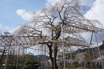 枝垂桜