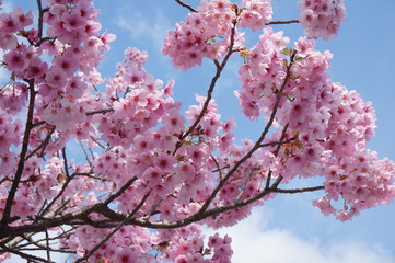 桜