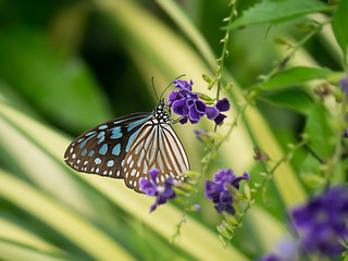 Blue butterfly is on purple flower.