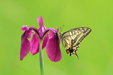 アヤメとアゲハチョウ　Iris and swallowtail butterfly
