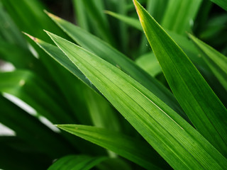 Pandanus Palm plant.