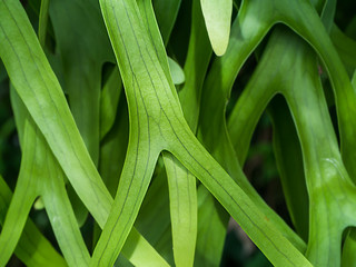 Obraz premium Close up of Platycerium leaf.
