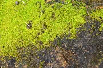 Green moss on rock floor with nature