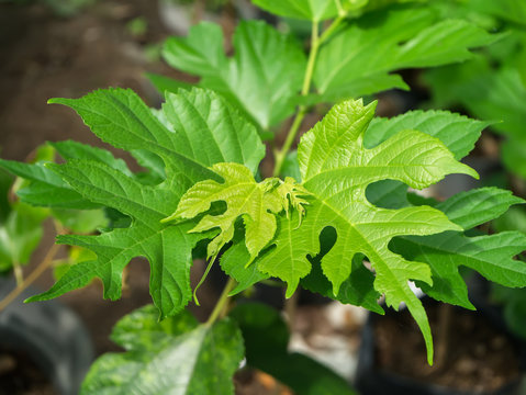 The leaves of mulberry are growing.
