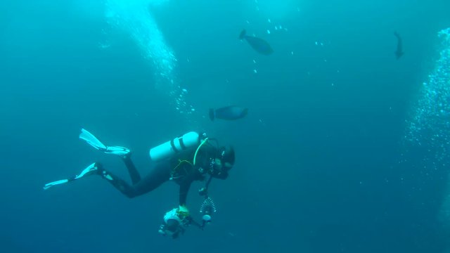 Scuba diver swims with Bignose Unicornfish - Naso vlamingii, Indian Ocean, Maldives 
