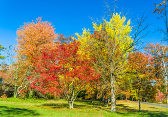 Fototapeta premium Colors of the fall foliage