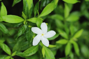 Beautiful bloom colorful flowers in the garden