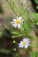 Dailsy flower beautiful in garden the nature