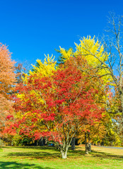 Fototapeta premium Colors of the fall foliage