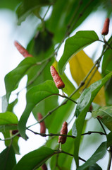 Long pepper