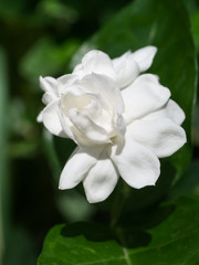 Obraz na płótnie Canvas White of jasmine flower.