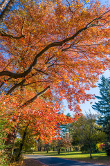 Colors of the fall foliage