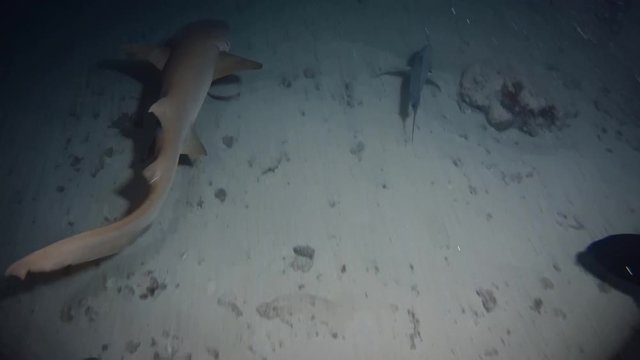 Tawny nurse sharks - Nebrius ferrugineus swim in the night, Indian Ocean, Maldives
