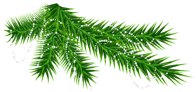 Green pine fir branch and rare snow snowflake