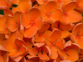 Orange flower of West Indian Jasmine.