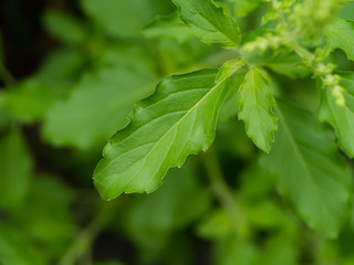 Green leaf of Holy basil.