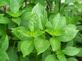 Green leaf of Sweet Basil