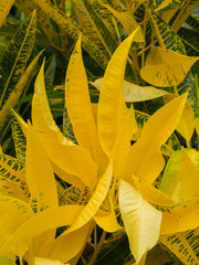 Yellow leaf of Garden Croton.