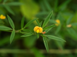 Small yellow flowers in the garden.